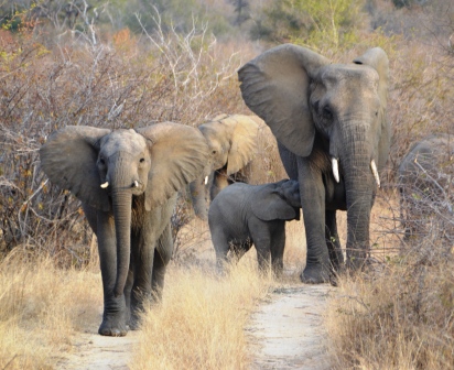 elefanter i grupp