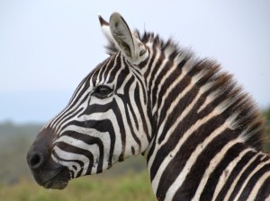 zebra närbild