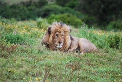 Schotia är kända för sina lejon