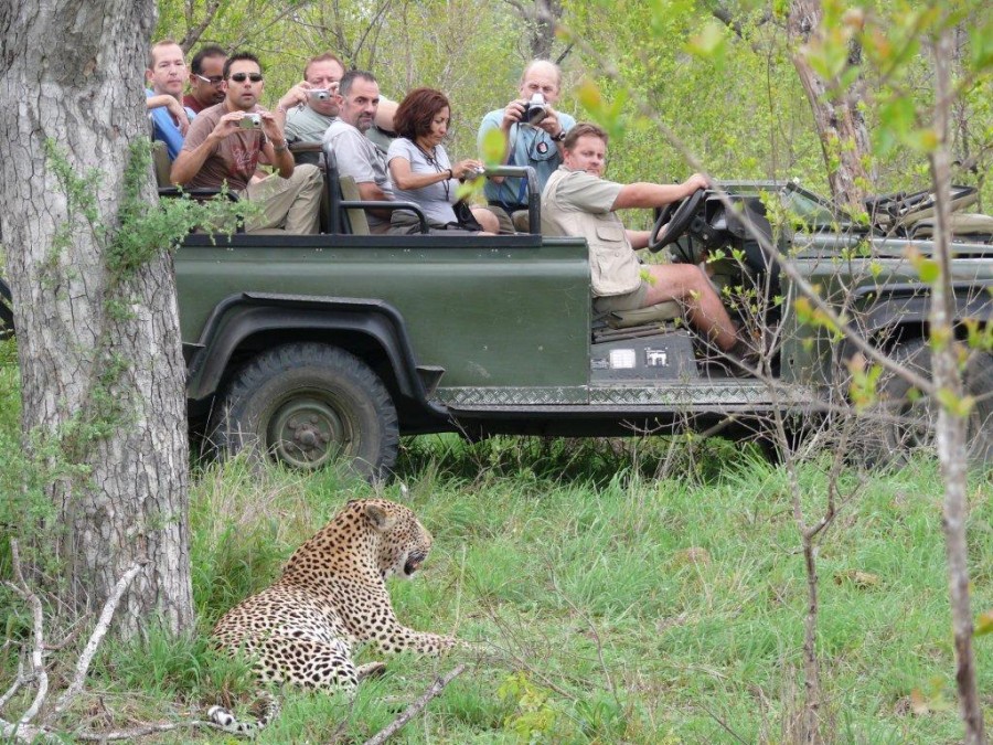 Spännande safari