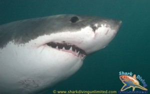 www.sharkdivingunlimited.com