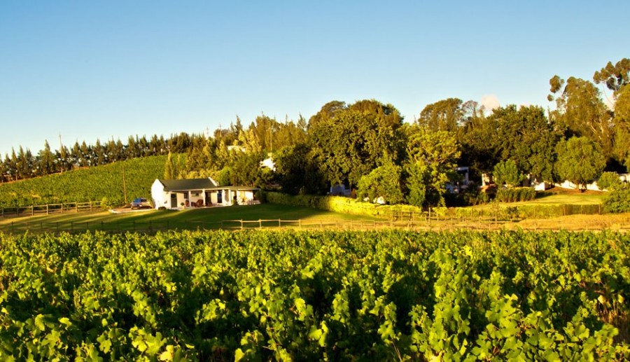tempel wines overview