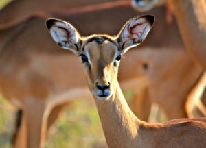 kruger-impala